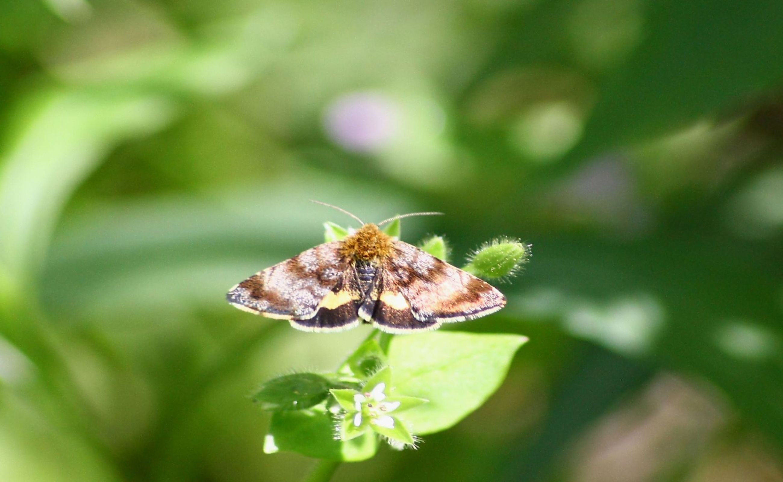 identificazione lepidotteri